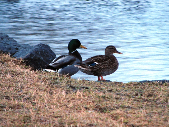Duck pair