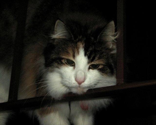Norvegian cat of the forest