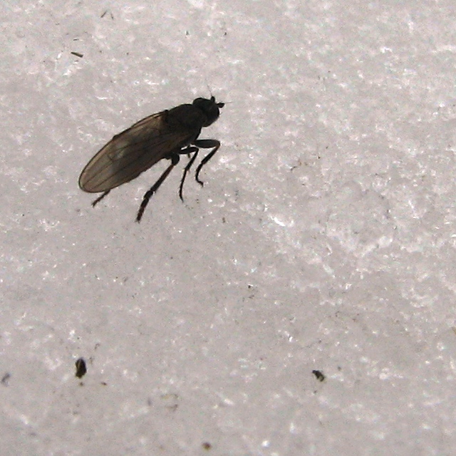Fly On Ice
