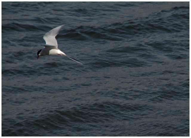 Arctic tern