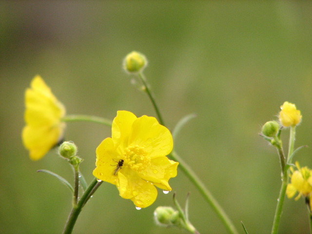 Flower bokeh experiment without any bokeh!