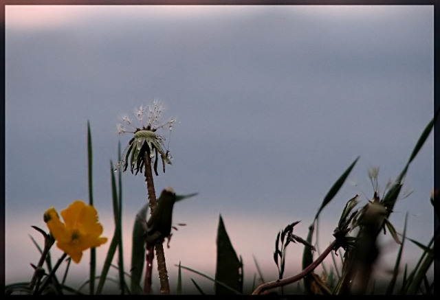 Flowers in the night