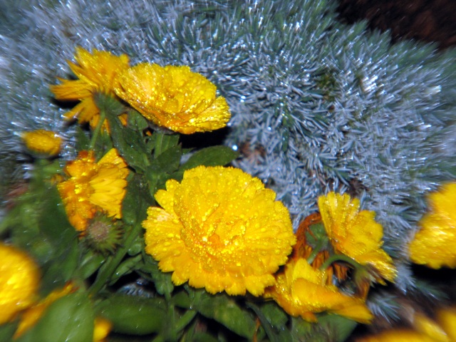 Flowers in focus