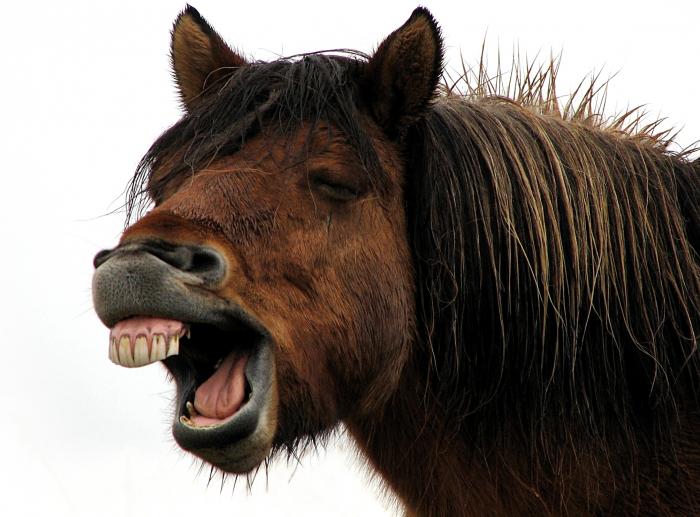 Awfully Pretty Horse