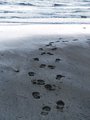 footprints2.jpg