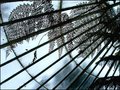 fernery.jpg