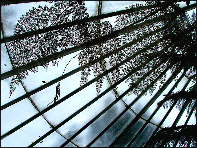 fernery.jpg