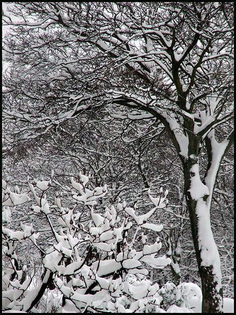 snow trees.jpg