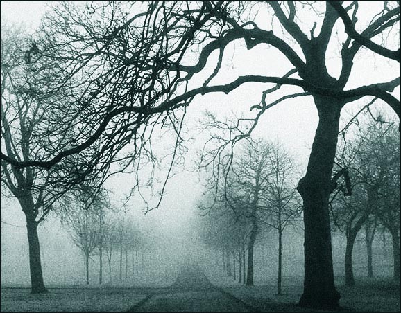 fog duotone.jpg
