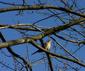 Dove