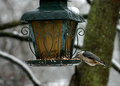 Nuthatch