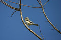 Tuffted Titmouse