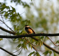 Sunset Singing