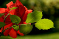 A Rose