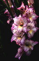 Glads