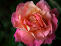 The Last Rose