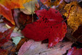 Red Leaf