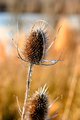 Thistle Day 12