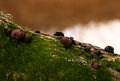  Moss & Mushrooms