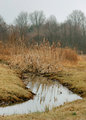 More Cattails  Day 22