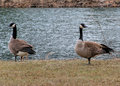 Canada Geese Day 29