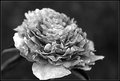 Peony Day 15