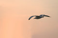 Gull