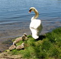 Swan