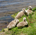 Signets