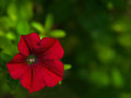 Petunia