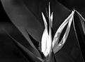Bird of Paradise