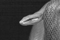 Snake
