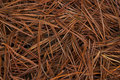 Pine