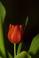 Last Tulip