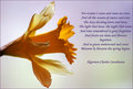 Daffodil