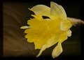 Early Daffodil