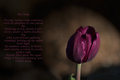 The Tulip