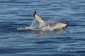 Humpback Whale Tail