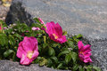 Wild Roses