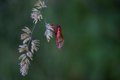 Cicada