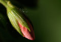 Geranium Bud