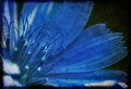 The Blues