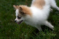 Bandit