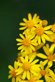 Yellow Burst
