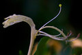 Honeysuckle
