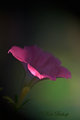 Pink Petunia