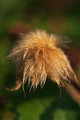 Clematis Seed