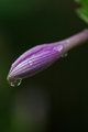 Hosta