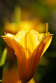 Lily I