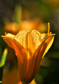 Lily II